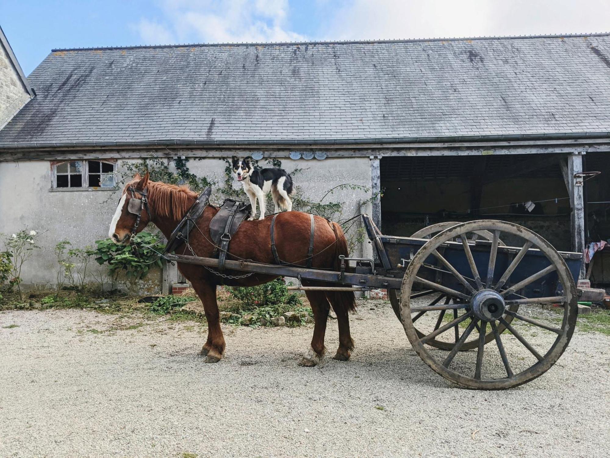 Ferme De Franqueville Sainte-Marie-du-Mont  Εξωτερικό φωτογραφία