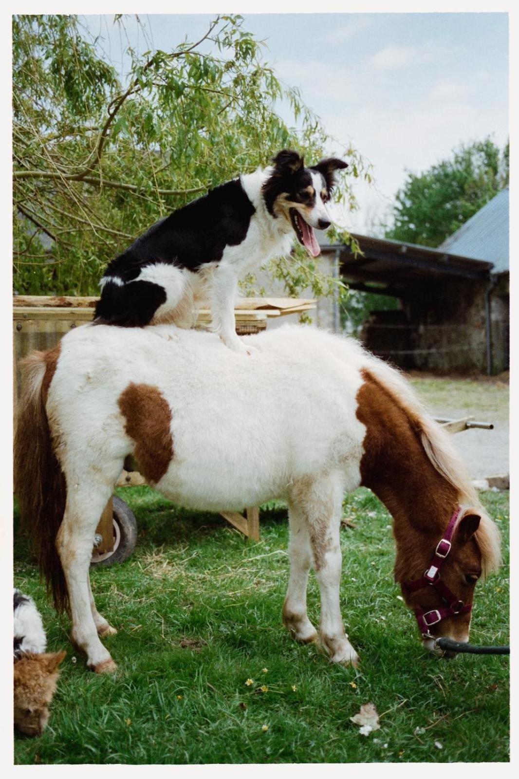 Ferme De Franqueville Sainte-Marie-du-Mont  Εξωτερικό φωτογραφία